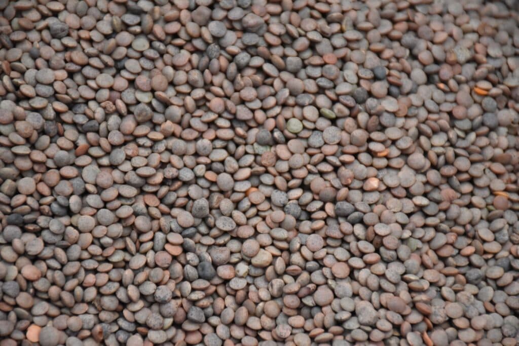 Lentilhas marrons cruas vistas de perto, com variação de cor e textura